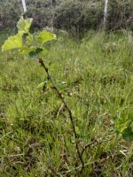 Ogrozd sadnica - Slika 2