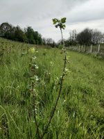 Ogrozd sadnica - Slika 3