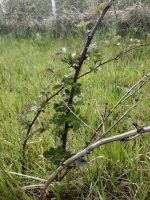 Kupina sadnica - Slika 2