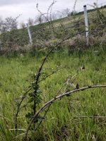 Kupina sadnica - Slika 3