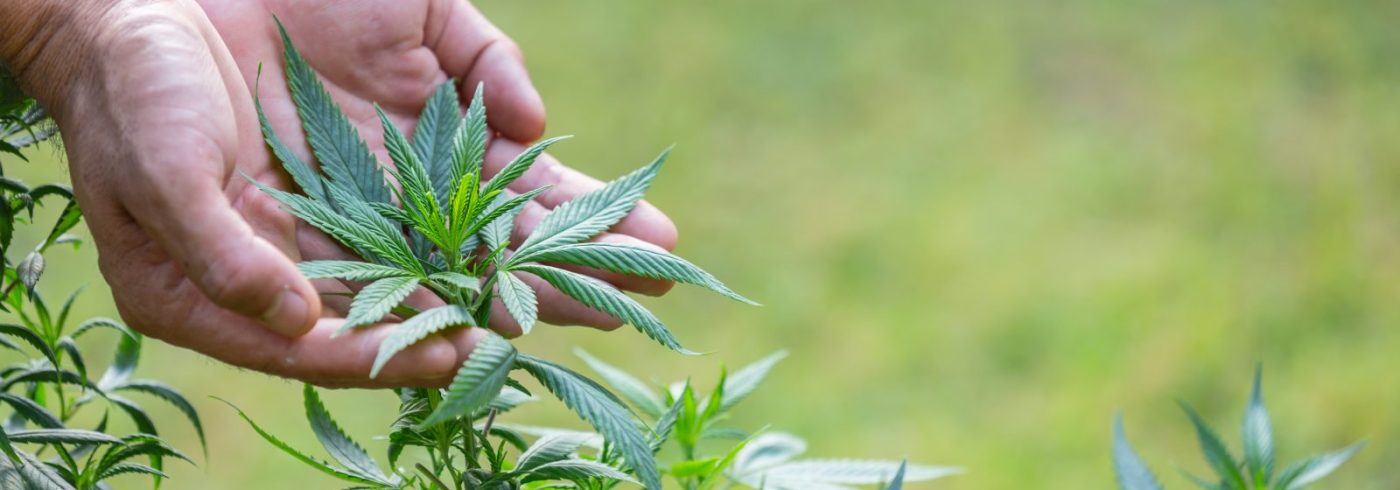 CBD Concept. Marijuana leaves in the hands of men on natural backgrounds.