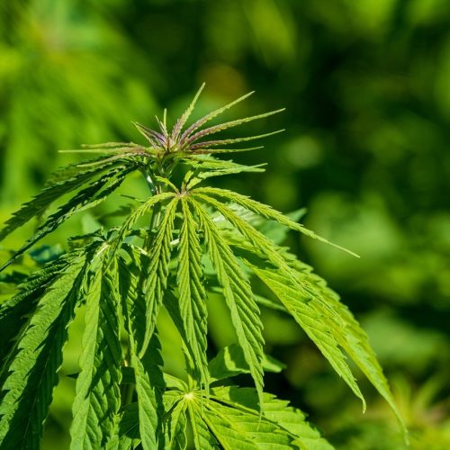 hemp-5361983_1280
