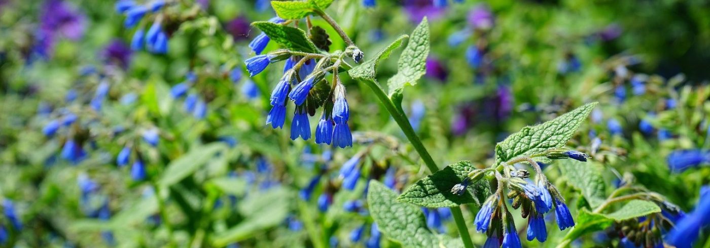 rough-comfrey-474749_1280
